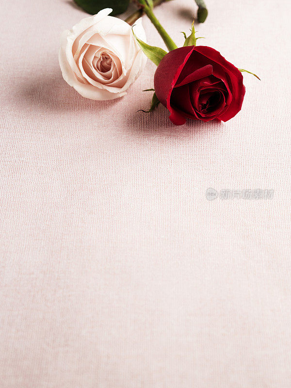 玫瑰,情人节' day,纸张,页面